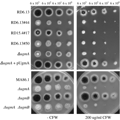 Figure 4.—