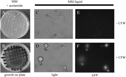 Figure 1.—