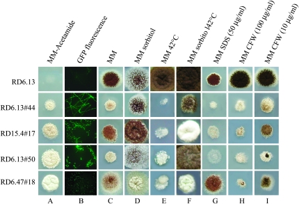 Figure 2.—