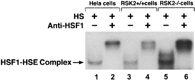 Fig 4. 