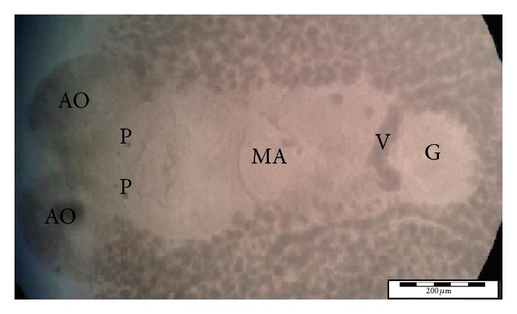 Figure 5