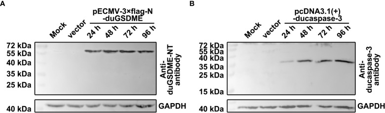 Figure 3