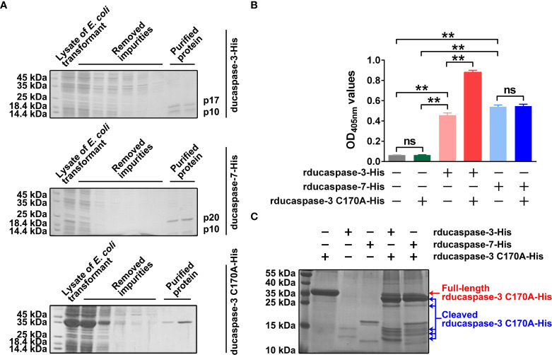 Figure 2