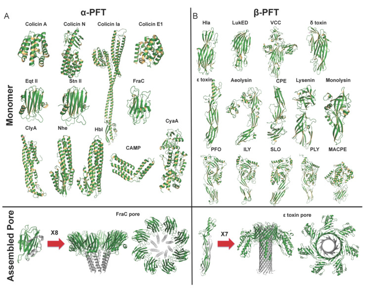 Structural Basis of the Pore-Forming Toxin/Membrane Interaction - PMC