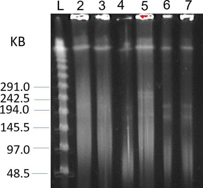 FIG 1