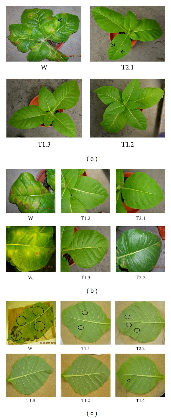 Figure 5