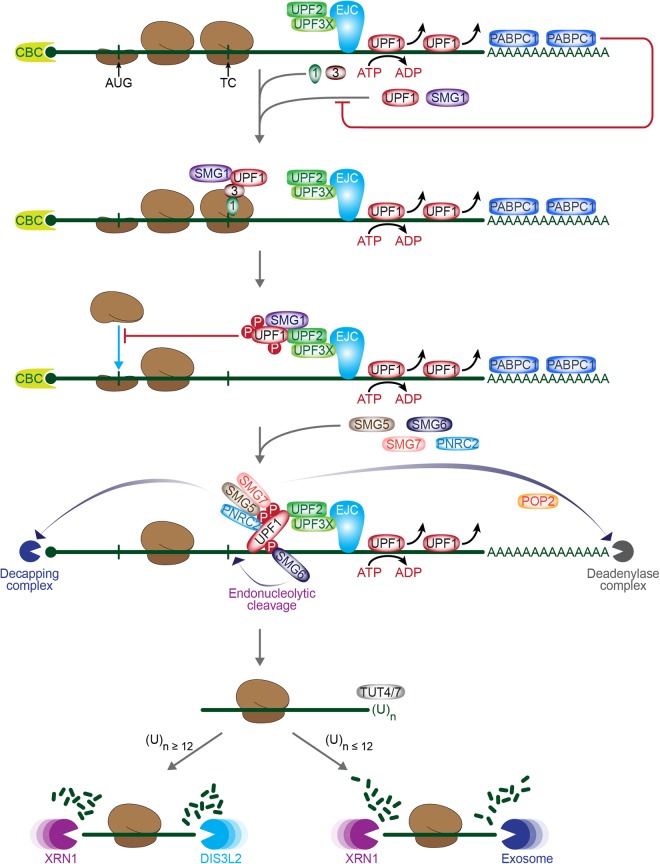 FIGURE 1.