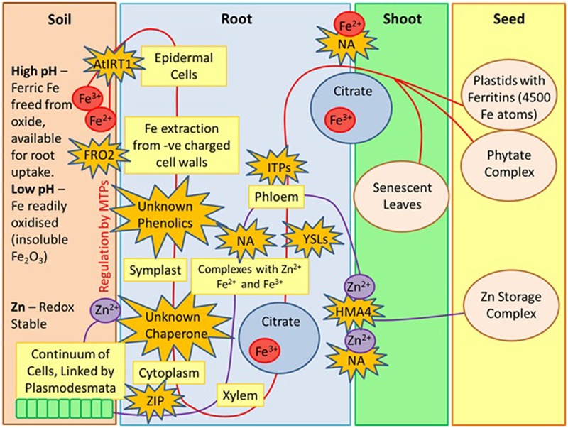 FIGURE 1