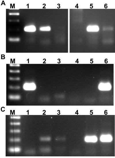 FIG. 6.