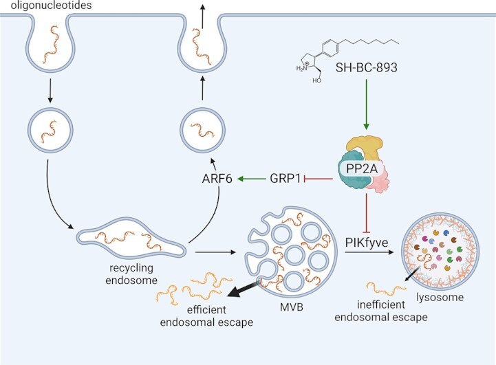 Graphical Abstract