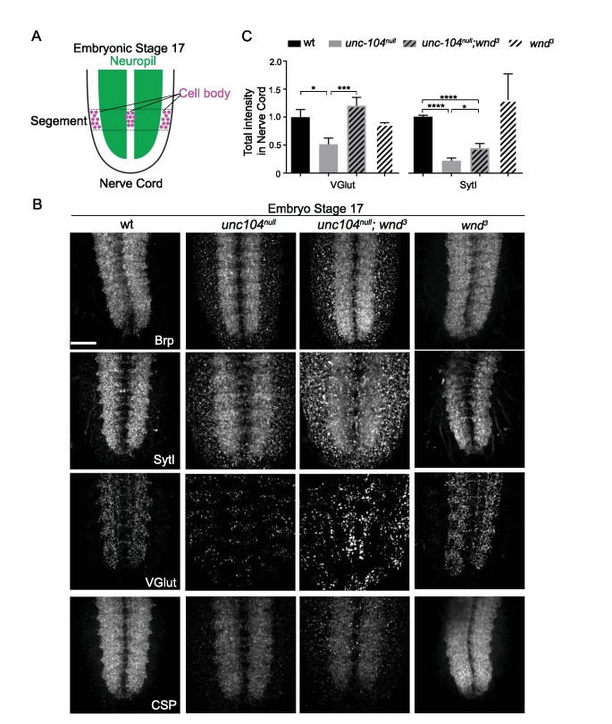 Figure 7—figure supplement 1.