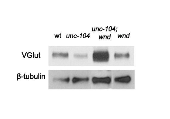 Figure 7—figure supplement 3.