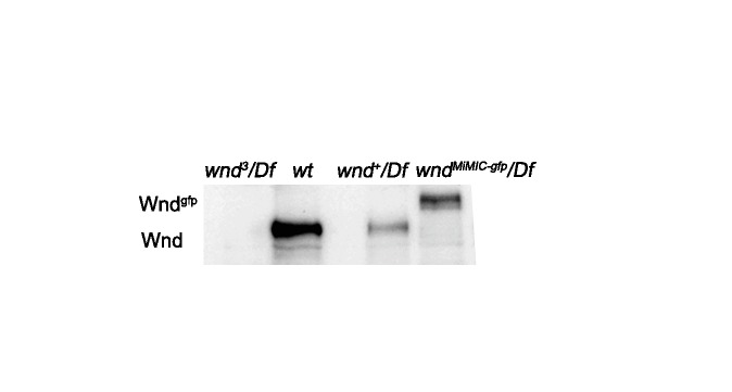 Figure 5—figure supplement 1.