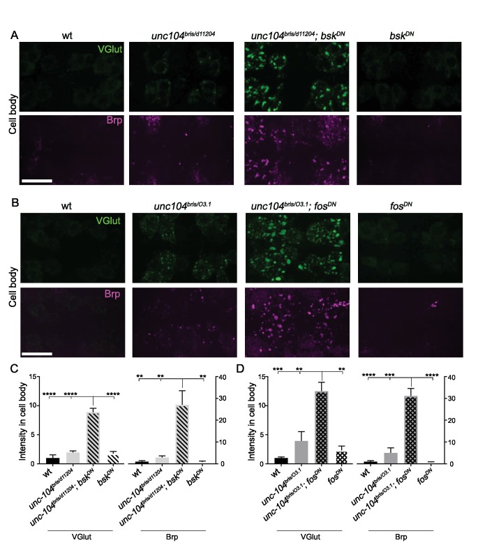 Figure 7—figure supplement 2.