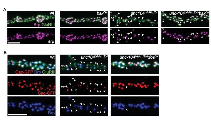 Figure 2—figure supplement 2.