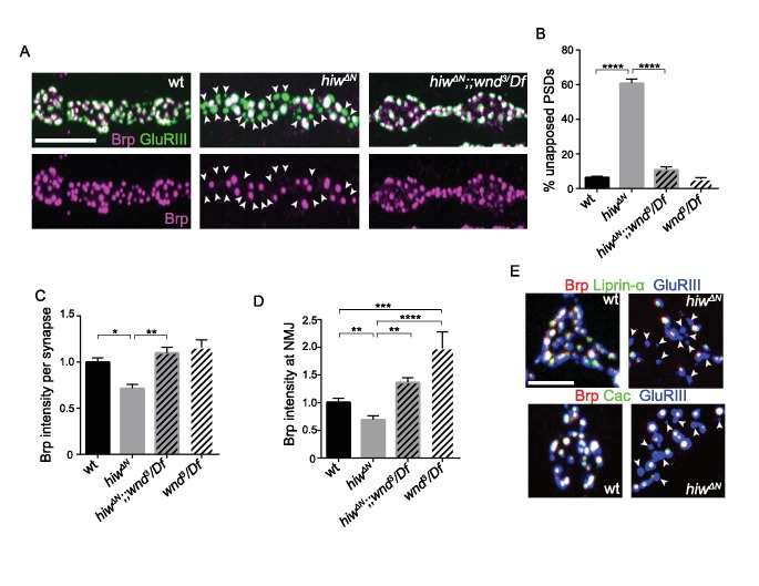 Figure 6—figure supplement 1.