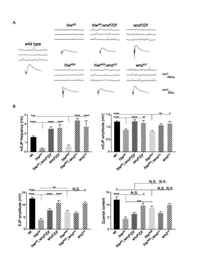 Figure 6—figure supplement 2.