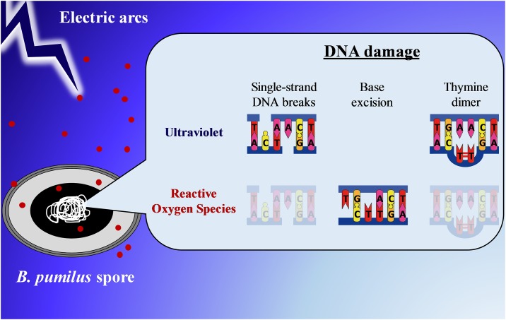 Fig 6