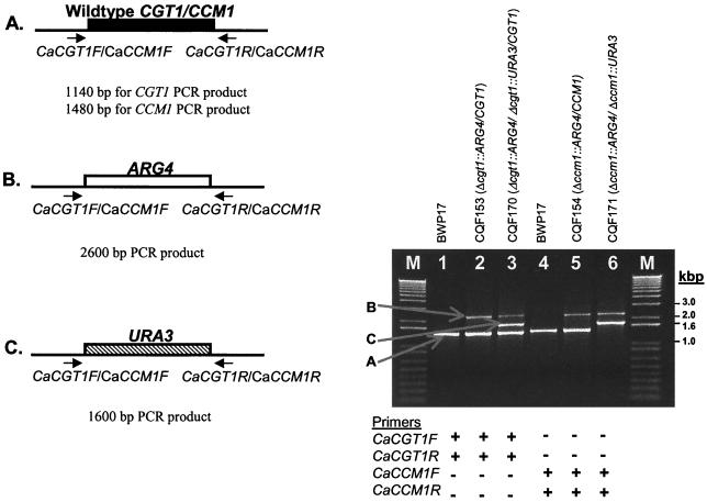 FIG. 2.