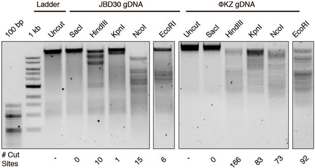 Extended Data Figure 5: