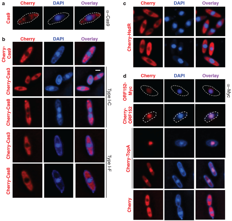 Figure 2: