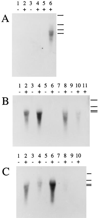 FIG. 5