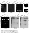 Figure 11.