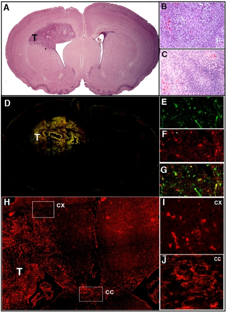 FIGURE 5: