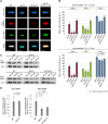 FIGURE 5: