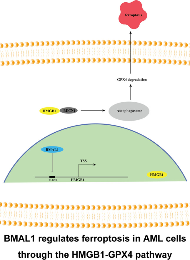 Fig. 8