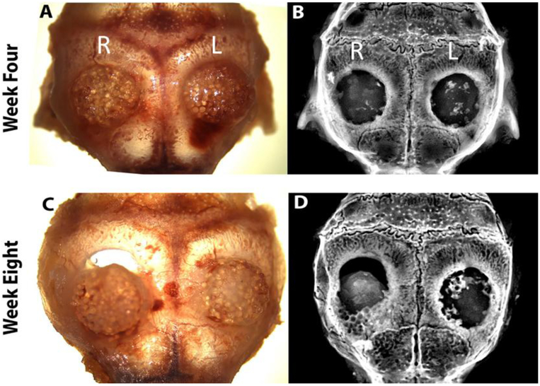 Figure 6.