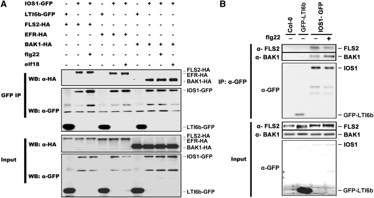 Figure 5.