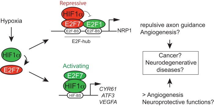 Figure 7.