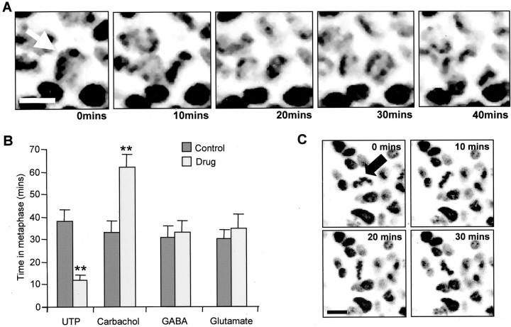 Fig. 8.