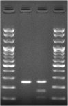 Fig. 1