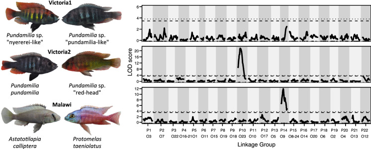 Fig. 1