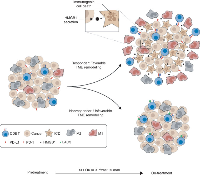 Figure 6. Putative model underlying chemotherapy response in AGC. Patients with favorable TME remodeling may be primed for synergistic interactions between immune checkpoint inhibitor and chemotherapy. Response to first-line treatment was associated with chemotherapy-induced cell death of tumor cells and on-treatment remodeling of TME, including M1-macrophage repolarization and increased effector T-cell infiltration. In contrast, inability to repolarize M2 macrophages and upregulate PD-L1 expression, coupled with infiltration of LAG3-expressing T cells, may modulate resistance to chemotherapy. ICD, immunologic cell death.