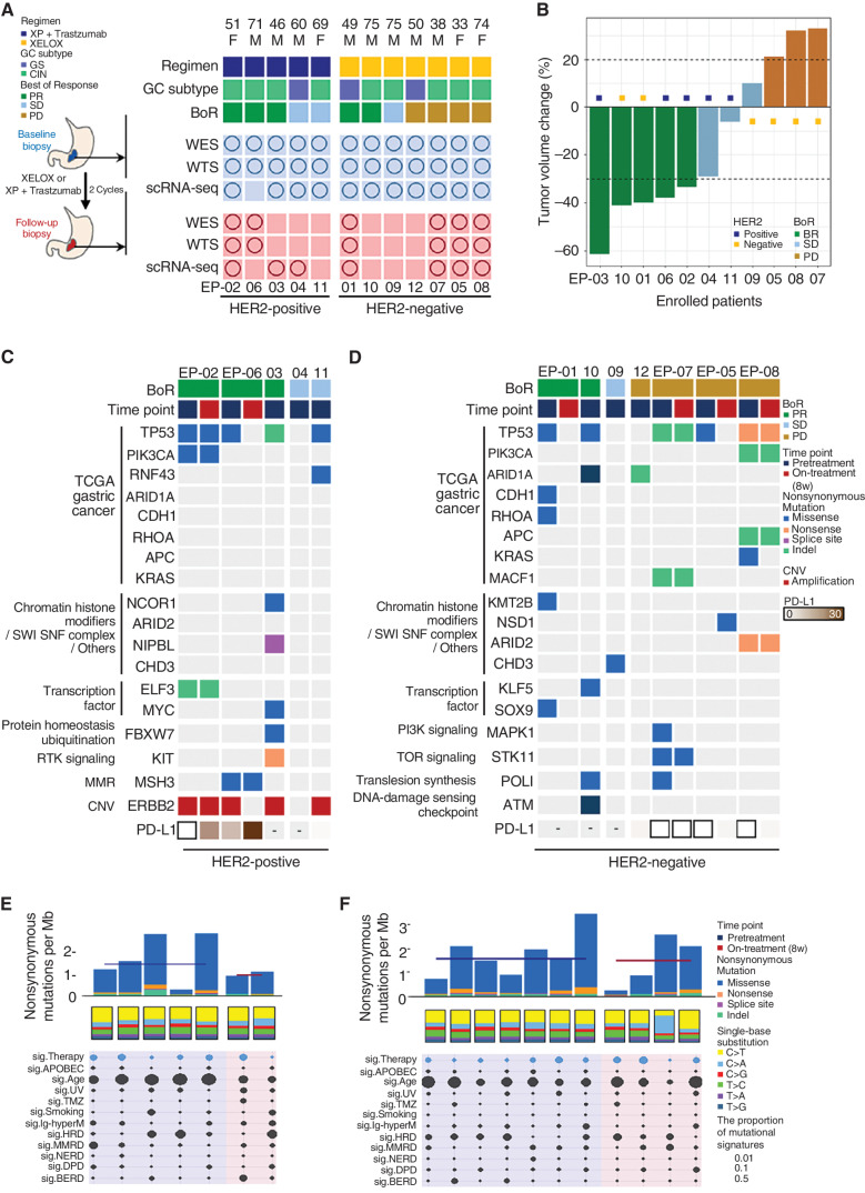 Figure 1. Study overview and genomic landscape of enrolled patients. A, Experimental design. We obtained fresh tumor tissues from patients with AGC before and after two cycles of first-line chemotherapy. Response to the chemotherapy was performed using RECIST1.1 criterion (B). Patient EP12 was known to have progressed but was lost to follow-up and was not considered evaluable. The mutational landscape was analyzed in patients with HER2-positive AGC (C) and HER2-negative AGC (D). The negative sign in C and D indicates unavailable PD-L1 expression status, and hollow rectangle represents negative for PD-L1 expression. We summarized somatic mutations in selected canonical oncogenes and tumor-suppressor genes in AGC. Whole exome–derived tumor mutational burden and mutational signatures of somatic mutations in HER2-positive AGC (E) and HER2-negative AGC (F). The signature of exonic somatic SBSs was delineated by COSMIC signatures, which were represented by the following terms: age (SBS1 and SBS5), APOBEC (apolipoprotein B mRNA editing enzyme; SBS2 and SBS13), UV (ultraviolet; SBS7a, SBS7b, SBS7c, and SBS7d), TMZ (temozolomide, SBS11), smoking (SBS4), immunoglobulin gene hypermutation (SBS9), HRD (homologous recombination deficiency; SBS3), MMRD (mismatch repair deficiency; SBS6, SBS15, SBS20, and SBS26), NERD (nucleotide excision repair deficiency; SBS8), DPD (DNA proofreading deficiency; SBS10a and SBS10b), BERD (base excision repair deficiency; SBS18), chemotherapy (SBS25), and platinum treatment (SBS31, SBS35). The size of the circles reflecting the mutational signatures corresponds to the proportion of the signature in the sample. BoR, best of response; CIN, chromosomal instability; GC, gastric cancer; PD, progressive disease; SD, stable disease; PR, partial response.