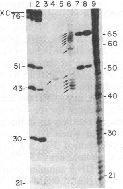 graphic file with name pnas00352-0085-b.jpg