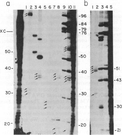 graphic file with name pnas00352-0084-a.jpg