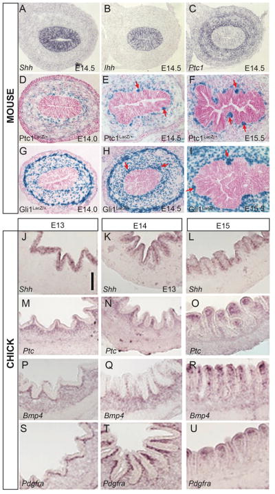 Figure 7