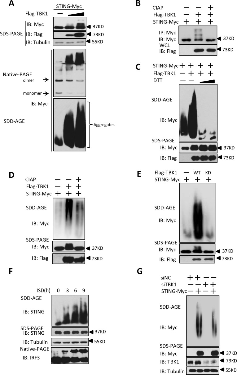 Fig 5