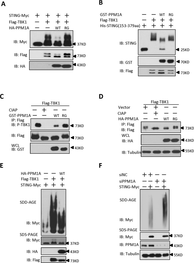 Fig 7