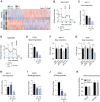 Figure 5. Inhibition of CK1δ/CK1ε disables myeloma mitochondrial metabolism. A, RNA-seq analysis of MM.1S and 8226 multiple myeloma cell lines treated with vehicle versus 250 nmol/L SR-3029 (for 8 or 24 hours; n = 3) based on genes identified as being significantly altered by SR-3029 treatment in multiple myeloma patient samples (see Fig. 4E). B–E, Seahorse XFe analysis of oxygen consumption rate (OCR) of MM.1S (B and C) or 8226 (D and E) myeloma cells treated for 8 or 24 hours with vehicle versus 250 nmol/L SR-3029. C and E, Quantification of basal respiration. The values of detection for all Seahorse experiments are represented as the mean and SD (6 replicates per group). Statistical calculations for basal respiration were performed using one-way ANOVA analysis compared with vehicle control. ****, P ≤ 0.0001. F and G, OCR of MM.1S (F) and 8226 (G) cells expressing nontargeting, CK1δ, or CK1ε targeting shRNAs treated for 96 hours with vehicle or 1 μg/mL doxycycline. Data represent mean and SD from three independent experiments (n = 6/group). Statistical calculations for basal respiration were performed using one-way ANOVA analysis compared with vehicle-treated cells. **, P ≤ 0.01; ****, P ≤ 0.0001. H and I, Quantification of the effects of SR-3029 treatment on basal glycolysis for MM.1S (H) or 8226 (I) myeloma cells treated for 8 or 24 hours with vehicle versus 250 nmol/L SR-3029. Statistical calculations for basal glycolysis were performed using one-way ANOVA analysis compared with vehicle control. ***, P ≤ 0.001; ****, P ≤ 0.0001. J, Mitochondrial ATP production of 8226 myeloma cells treated for 8 or 24 hours with vehicle or 250 nmol/L SR-3029. Statistical calculations for mitochondrial ATP production were performed using one-way ANOVA analysis compared with vehicle control. ****, P < 0.0001. The values are represented as the mean and SD from three independent experiments (n = 6/group). K, 8226 multiple myeloma cells were treated for 24 hours with vehicle or 250 nmol/L SR-3029 and then analyzed by flow cytometry following staining with MitoTracker CMXRos to assess mitochondrial membrane polarization (n = 3). Statistical analysis was performed by two-way ANOVA analysis compared with vehicle control. ****, P < 0.0001.