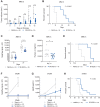 Figure 3. Targeting CK1δ/CK1ε suppresses the tumorigenic potential of myeloma. A and B, NSG recipient mice were inoculated subcutaneously on bilateral flanks with MM.1S multiple myeloma cells. Once tumors were palpable, recipient mice were randomized and treated daily intraperitoneally with either vehicle (gray; n = 20) or 20 mg/kg SR-3029 (blue; n = 20) daily, and monitored for tumor burden (A) by caliper measurements and overall survival (B). Statistical analysis was performed using a two-way ANOVA for flank tumors and a Mantel–Cox log-rank test for survival. ***, P ≤ 0.001; ****, P ≤ 0.0001. C–E, To account for aspects of the BM microenvironment, NSG mice were inoculated via the tail vein with human MM.1S-luc cells. After 7 days (when disease was evident by IVIS imaging), recipient mice were randomized and treated daily with vehicle (n = 10) or 20 mg/kg SR-3029 (n = 10) daily and were assessed for tumor burden by IVIS imaging (C) and circulating serum paraprotein (human λ; D) levels by ELISA, and effects on overall survival (E) was determined. Statistical analysis was performed using a two-way ANOVA for IVIS imaging, a paired t test for paraprotein values, and a Mantel–Cox log-rank test for survival. *, P ≤ 0.05; ****, P ≤ 0.0001. F–H, C57BL/KaLwRijHsd mice were inoculated with 5TGM1-luc myeloma cells via tail vein injection. After disease was evident (day 14), mice were randomized and treated daily with either vehicle (n = 10) or 20 mg/kg SR-3029 (n = 10) and were monitored for tumor burden by bioluminescence (F) and serum paraprotein (IgG2b; G), and overall survival (H). Statistical analysis was performed using a two-way ANOVA for IVIS imaging, a multiple t test for paraprotein values, and a Mantel–Cox log-rank test for survival. **, P ≤ 0.01.