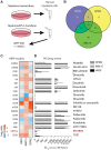 Figure 1. Pharmacoproteomic screen to identify novel antimyeloma kinase targets. A, Experimental design of activity-based protein profiling of three multiple myeloma cell lines (H929, OPM2, and MM.1S) in the absence or presence of cocultured HS-5 stromal cells after 24 hours. B, Venn diagram illustrating overlap of kinases whose activity is significantly altered by coculture of multiple myeloma cells with stromal cells. C, Heat map depicting the fold change in the activity of ABPP target proteins in each of the three multiple myeloma cell lines [note that CK1δ and CK1ε (red) proteins could not be differentiated by peptide sequence in ABPP]. Log2 ratio of coculture to monoculture is presented. D, Bar graphs of sensitivity of H929, MM.1S, and OPM2 cell lines (EC50) cultured on stroma to a panel of protein kinase inhibitors (at 96 hours).