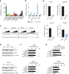 Figure 2. Inhibition of CK1δ/CK1ε provokes myeloma cell death. A, EC50 of SR-3029 in a panel of treatment-naïve and matched isogenic drug-resistant multiple myeloma cell lines. Potency was assessed using an MTT assay (at 72 hours). B, Fold change in caspase-3/7 activity in the indicated multiple myeloma cell lines after 24-hour treatment with vehicle (black) or 250 nmol/L SR-3029 (blue). All data are plotted as the fold change from vehicle control and are the average ± SD from three independent experiments. Statistical analysis of caspase-3/7 activity was done using multiple t test. **, P ≤ 0.01; ***, P ≤ 0.001; ****, P ≤ 0.0001. C, Immunoblots of 8226, MM.1S, and STGM1 cells of total and cleaved PARP after treatment with vehicle or increasing doses (31.25 nmol/L, 62.5 nmol/L, 125 nmol/L, 250 nmol/L) of SR-3029 (at 24 hours). D, Colony-forming potential of multiple myeloma cell lines treated with vehicle (black) or 250 nmol/L SR-3029 (blue) in MethoCult media. Bar graphs are representative data from one of three separate experiments. Error bars, SD. Statistical analysis was performed using a Student t test. *, P ≤ 0.05; **, P ≤ 0.01; ***, P ≤ 0.001. E, 8226 and MM.1S multiple myeloma cells expressing doxycycline-inducible CK1δ, CK1ε, or nontargeting (NT) shRNAs were treated with vehicle or 1 μg/mL doxycycline for 96 hours and immunoblot analysis was performed to confirm knockdown. F, Number of viable cells at 96 hours was measured by Trypan blue dye exclusion. Data are plotted as the percent of relative live cells for vehicle controls and are the averages, and SD are from three independent experiments. Statistical comparisons between vehicle control and doxycycline-treated cells were performed using an one-way ANOVA with multiple comparisons. **, P ≤ 0.01; ****, P ≤ 0.0001. G, Colony-forming potential of 8226 and MM.1S cells expressing doxycycline-inducible CK1δ, CK1ε, or nontargeting shRNA treated for 72 hours with vehicle or 1 μg/mL doxycycline before plating in MethoCult media containing the vehicle or 1 μg/mL doxycycline. Bar graphs are representative of one of two separate experiments with three technical replicates. Statistical comparisons between vehicle control and doxycycline-treated cell were performed using an one-way ANOVA with multiple comparisons. *, P ≤ 0.05; **, P ≤ 0.01.