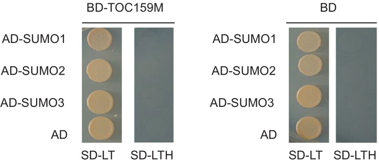 Figure 1—figure supplement 1.