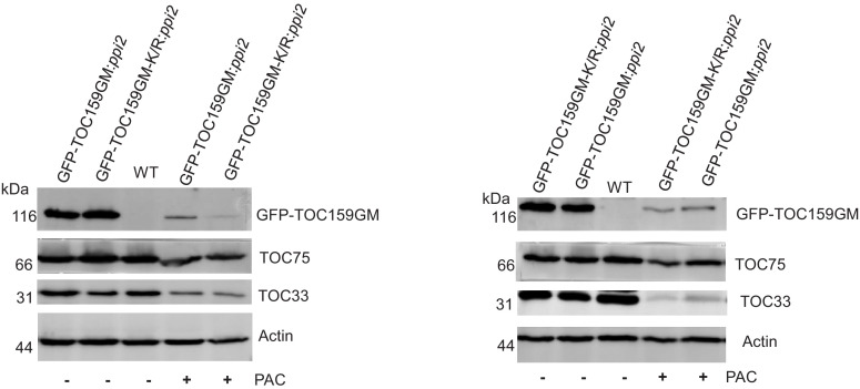 Figure 3—figure supplement 2.