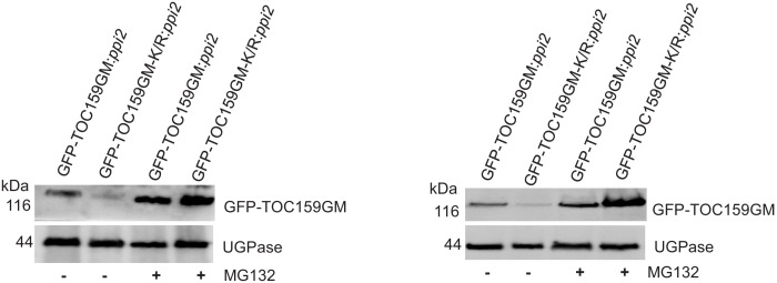 Figure 3—figure supplement 4.